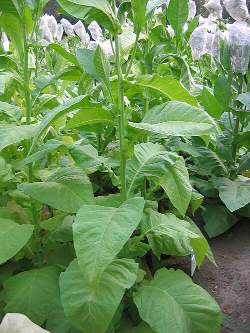 1000 Big Gem Tobacco Seeds ~ Early Big Producing Non-GMO Nicotiana Tabacum