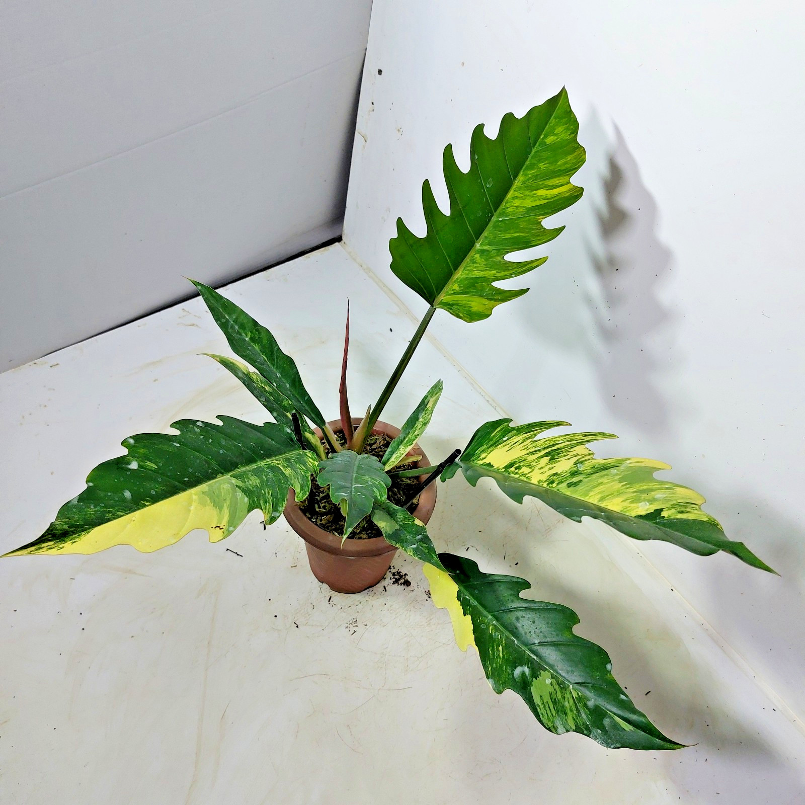 Philodendron Caramel Marble Variegated Free Phyto