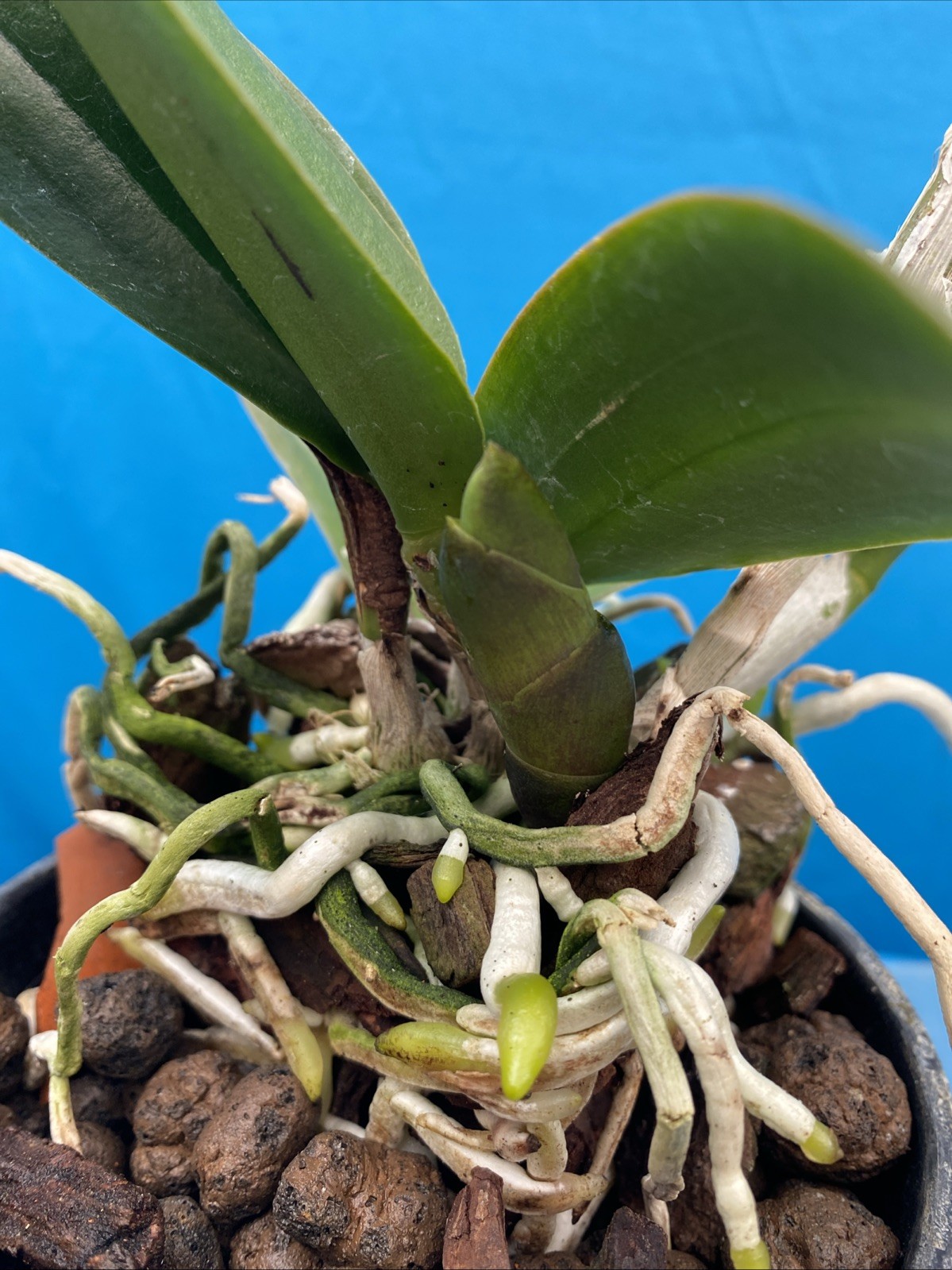 Rlc Prada Green Deluxe ‘NN’ Green Yellow Mericlone Orchid 5.5” Fresh RePot