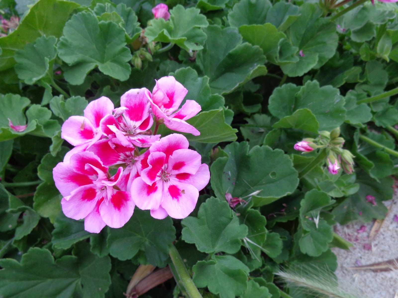 Light Pink & Pink GERANIUM FRESH LIVE PLANT 2 X 6″ STARTER CUTTING