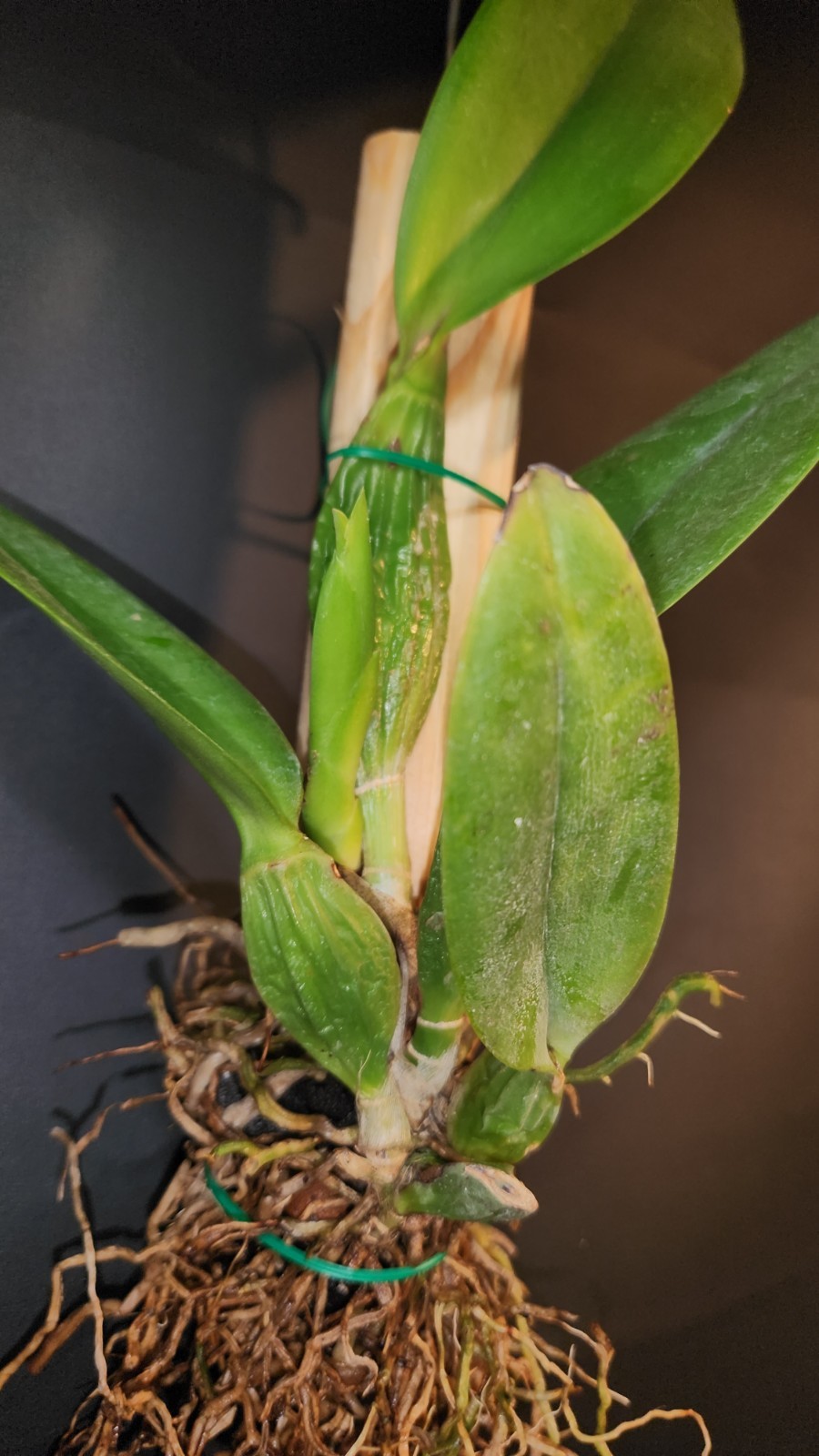 Rhyncholaeliocattleya Spanish Eyes X Laelia aurea ‘Sun’s Up’ Mounted Division