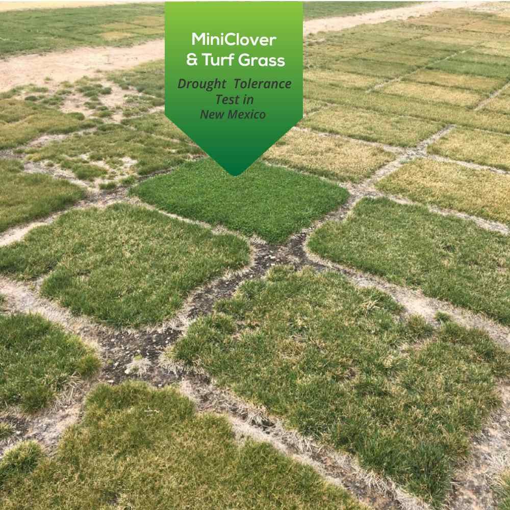 5 LBS Miniclover Seed For Planting No Mow Drought Tolerant Clover Lawns