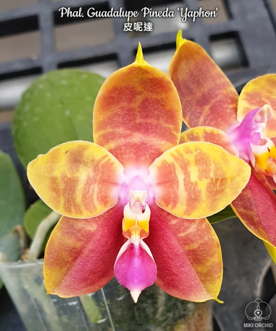 Fragrant Orchid Phalaenopsis Phal. Guadalupe Pineda ‘Yaphon’ In 2.5″ Pot