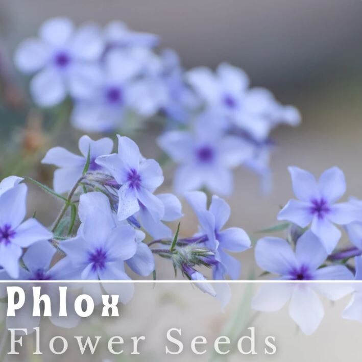 Phlox Seeds – 125 Seeds – Blue Flame – Garden Bloom Annual Flower Seeds