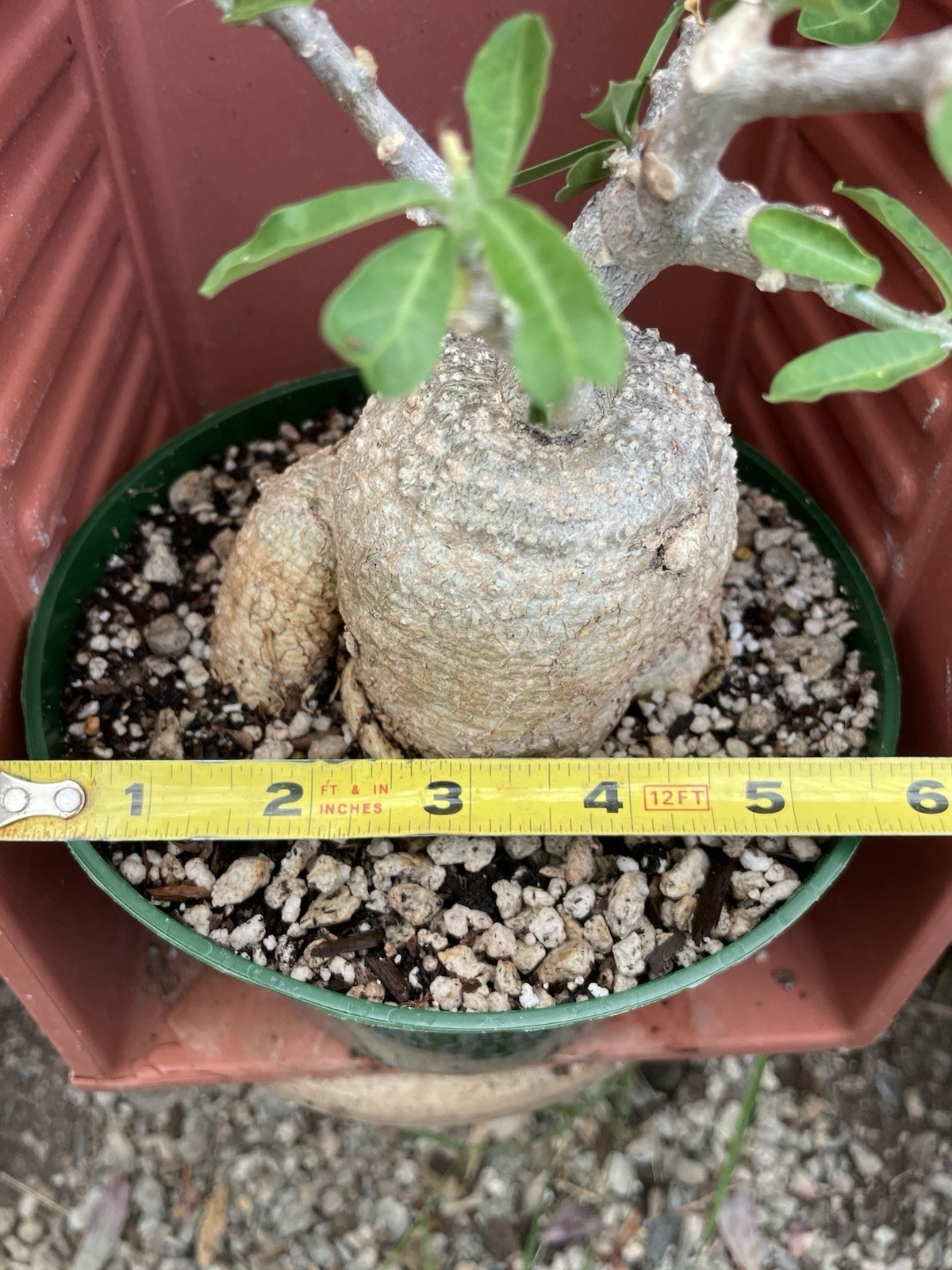 FOCKEA Edulis Live Succulent Plant Caudiciform Bonsai Tree Hottentot Bread Large