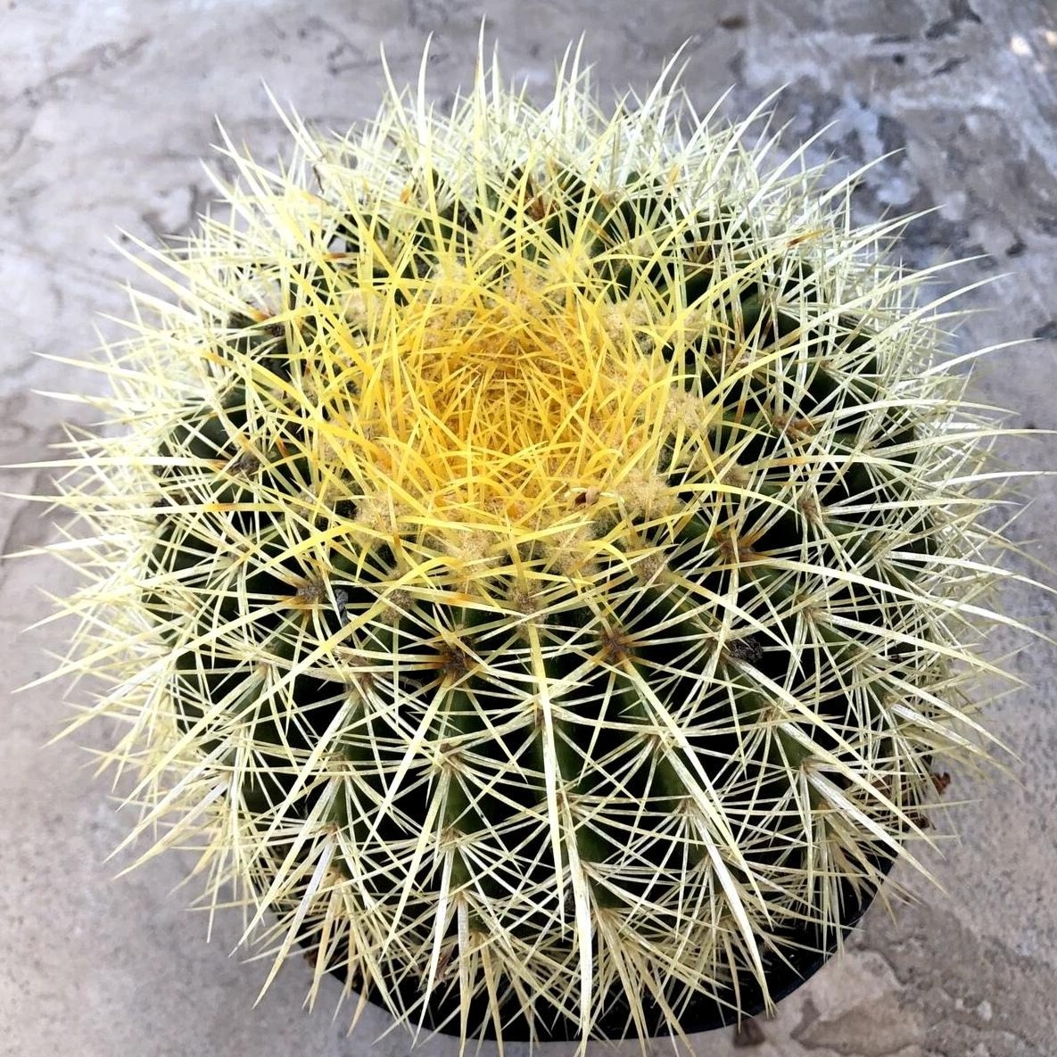 Echinocactus Grusonii ‘Golden Barrel Cactus’, Currently in a 4″ Container