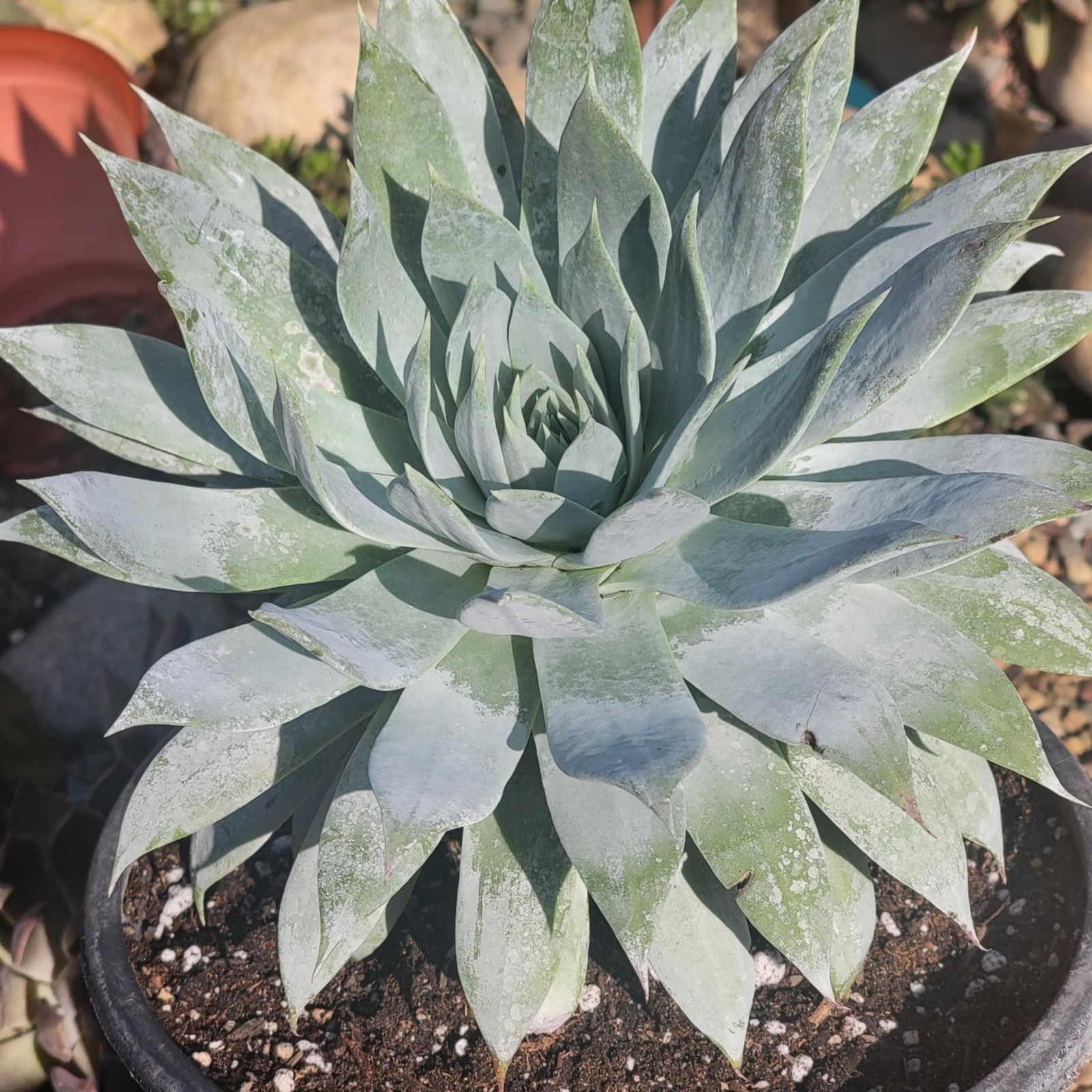 Dudleya brittonii ‘Giant Chalk’