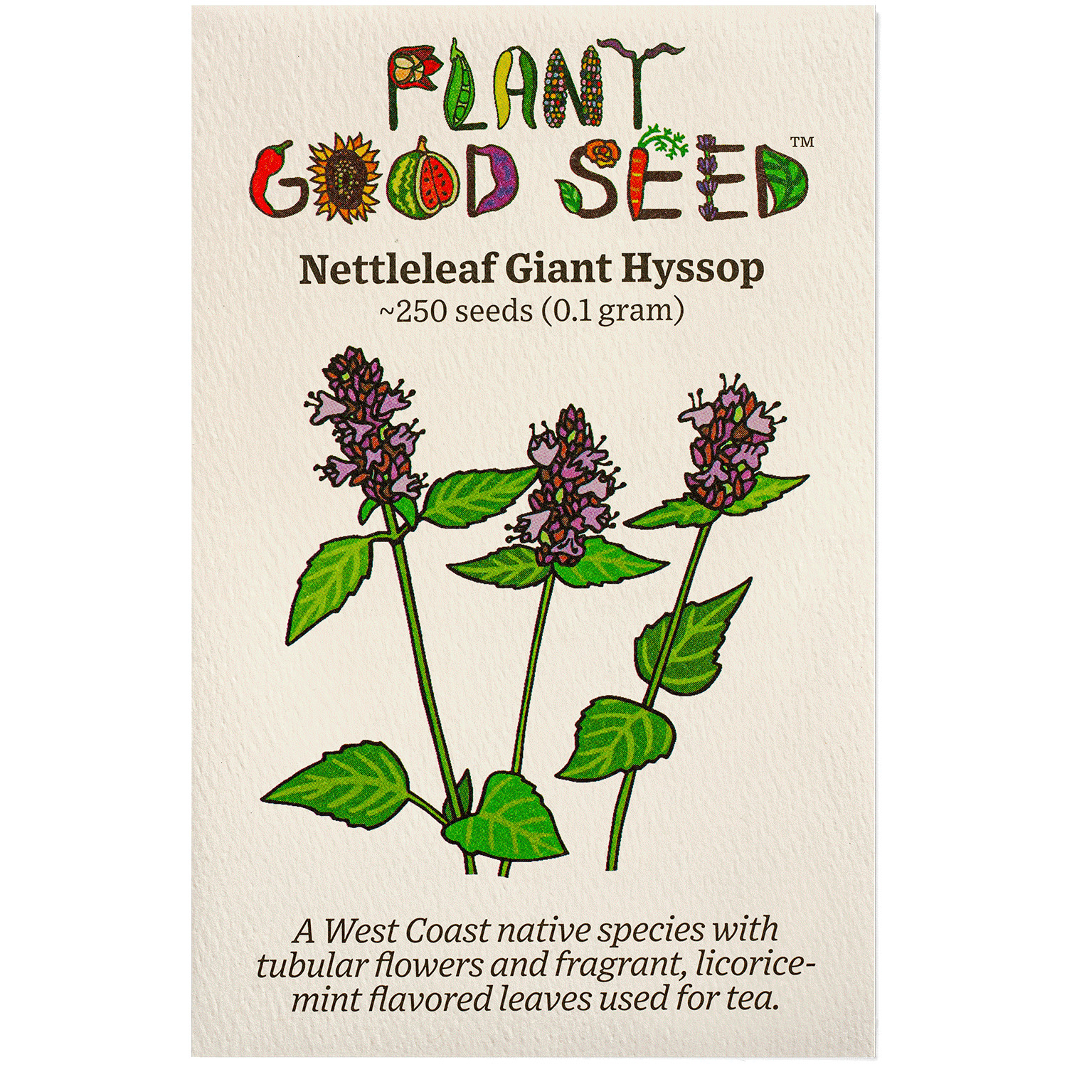 Nettleleaf Giant Hyssop Seeds