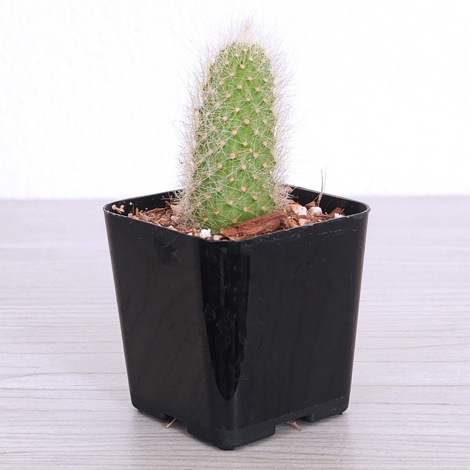 Cactus Plant – Monkey Tail – 1 inch + Long – Live Plants In 3″ Pot (SM)