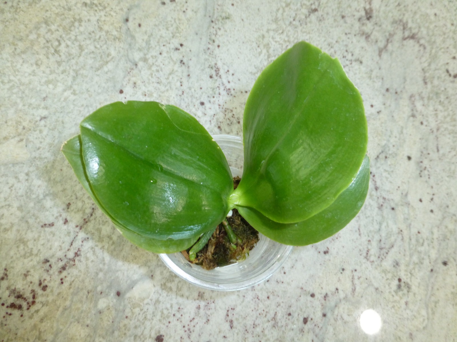 Fragrant Orchid Phalaenopsis Phal. Guadalupe Pineda ‘Yaphon’ In 2.5″ Pot