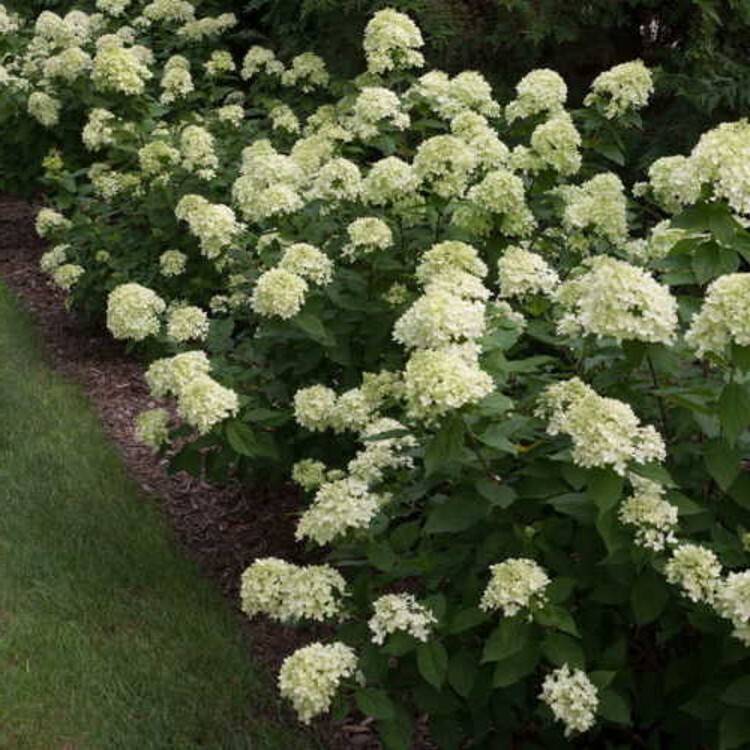 Hydrangea Lime Little Panicles Extremely Durable Long Lived Plant Very Easy Grow