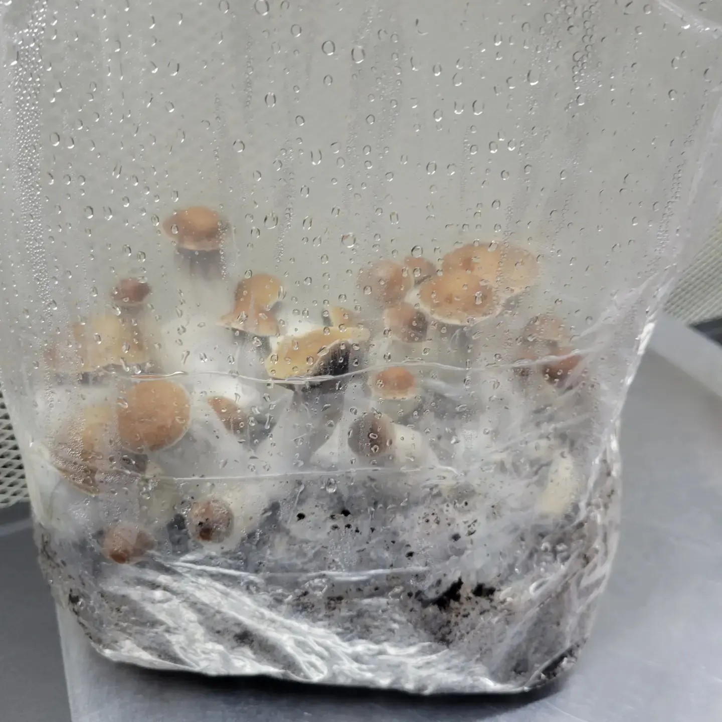 All-in-one Mushroom Grow Bags. 5lbs Ready To Use. Culture Included