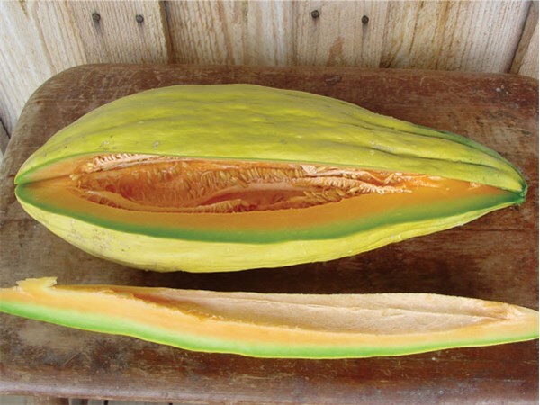 Banana melon 20 – 100 seeds rare sweet Heirloom cantaloupe musk big Heirloom 24″