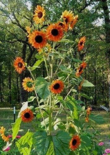 Velvet Queen Sunflowers – Seeds – Organic – Non Gmo – Heirloom Seeds