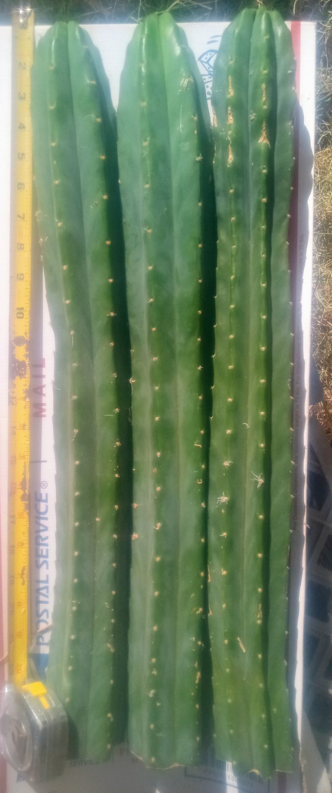 Echinopsis Cactus, 5.5 ft. of 🌵 Perfect for Grafting