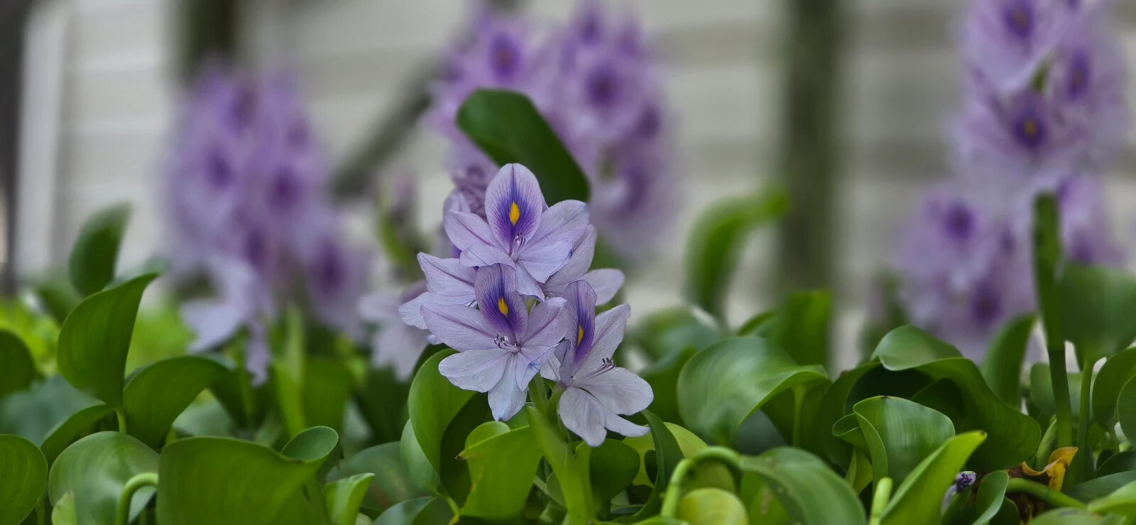 Water Hyacinth – ten medium/large 6-14″ plants – Aquatic Plant Great for ponds