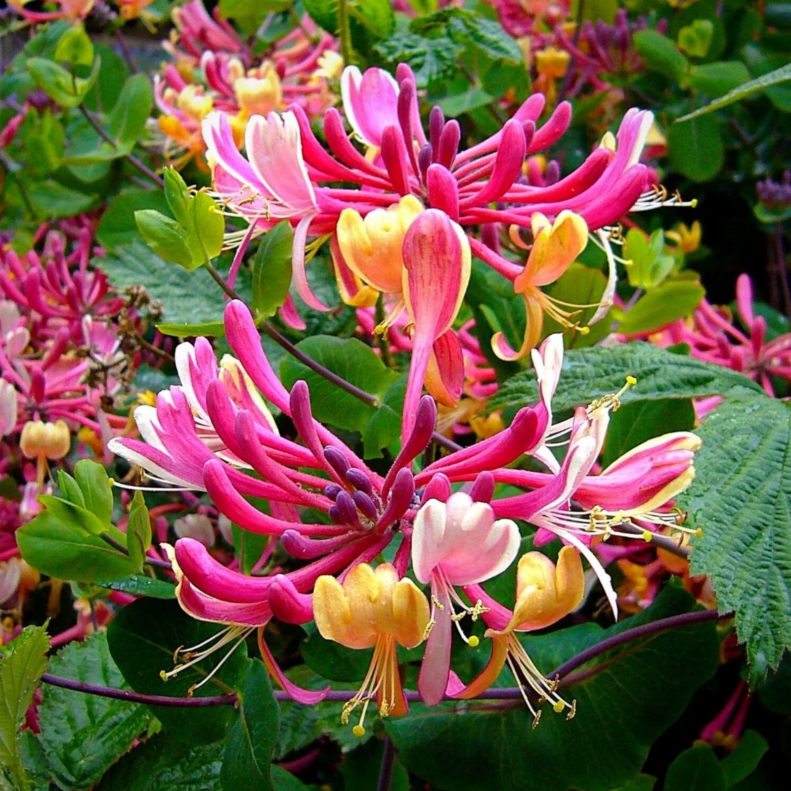 300+ Honeysuckle Seeds for Planting Honeysuckle Vine,Honeysuckle Flower for G…
