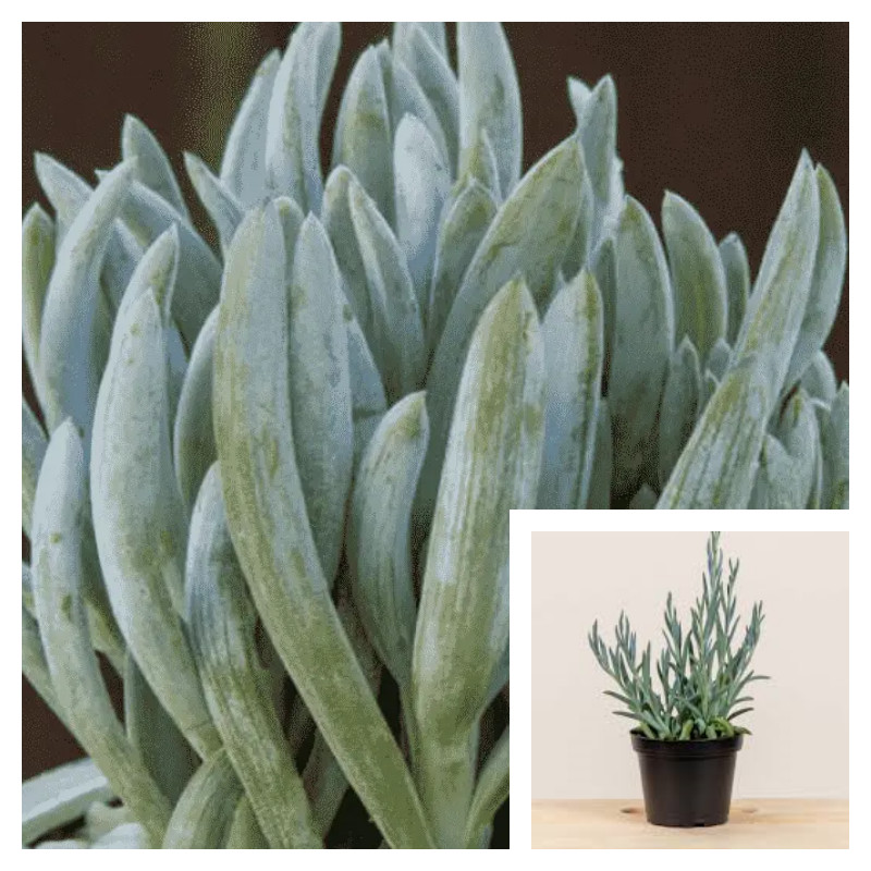 Curio Repens 1 Gallon Blue Chalksticks Plant Blue Chalk Fingers Live Plant