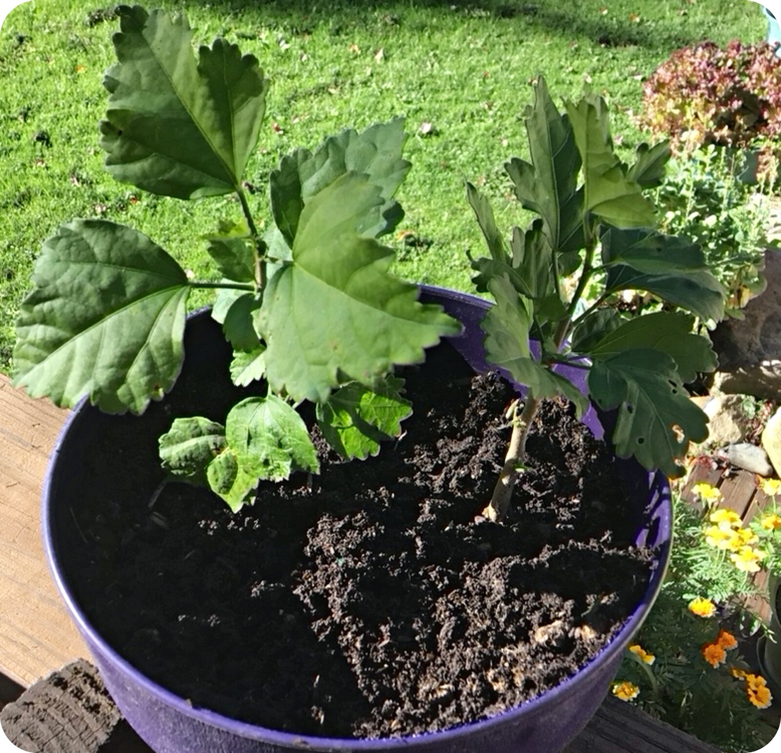 2 Rose Of Sharon Hibiscus Organic Live Plant w/ Roots Transplant Starter Bush
