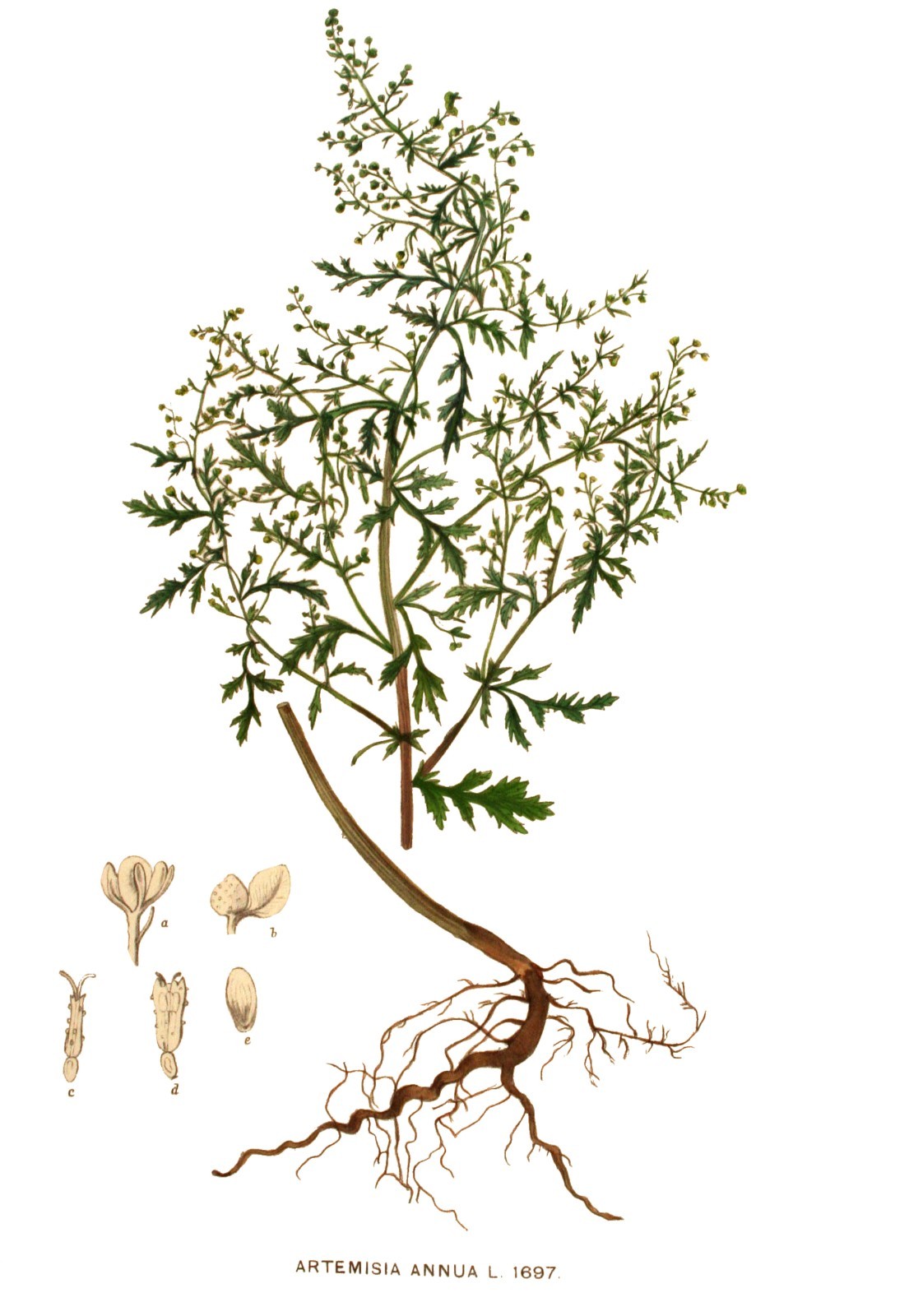 Sweet Annie Seeds – Artemisia annua – Sagewort – Wormwood – 1000 or 5000 Seeds