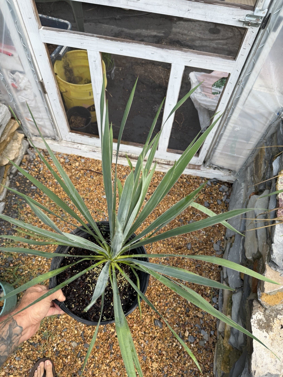 Yucca filamentosa – 3 Gallon – Adam’s Needle – Cold Hardy Native Yucca