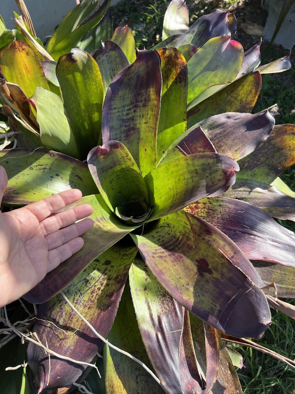 Exotic huge LANDSCAPE Pup Bromeliad green purple colorful -unbranded-