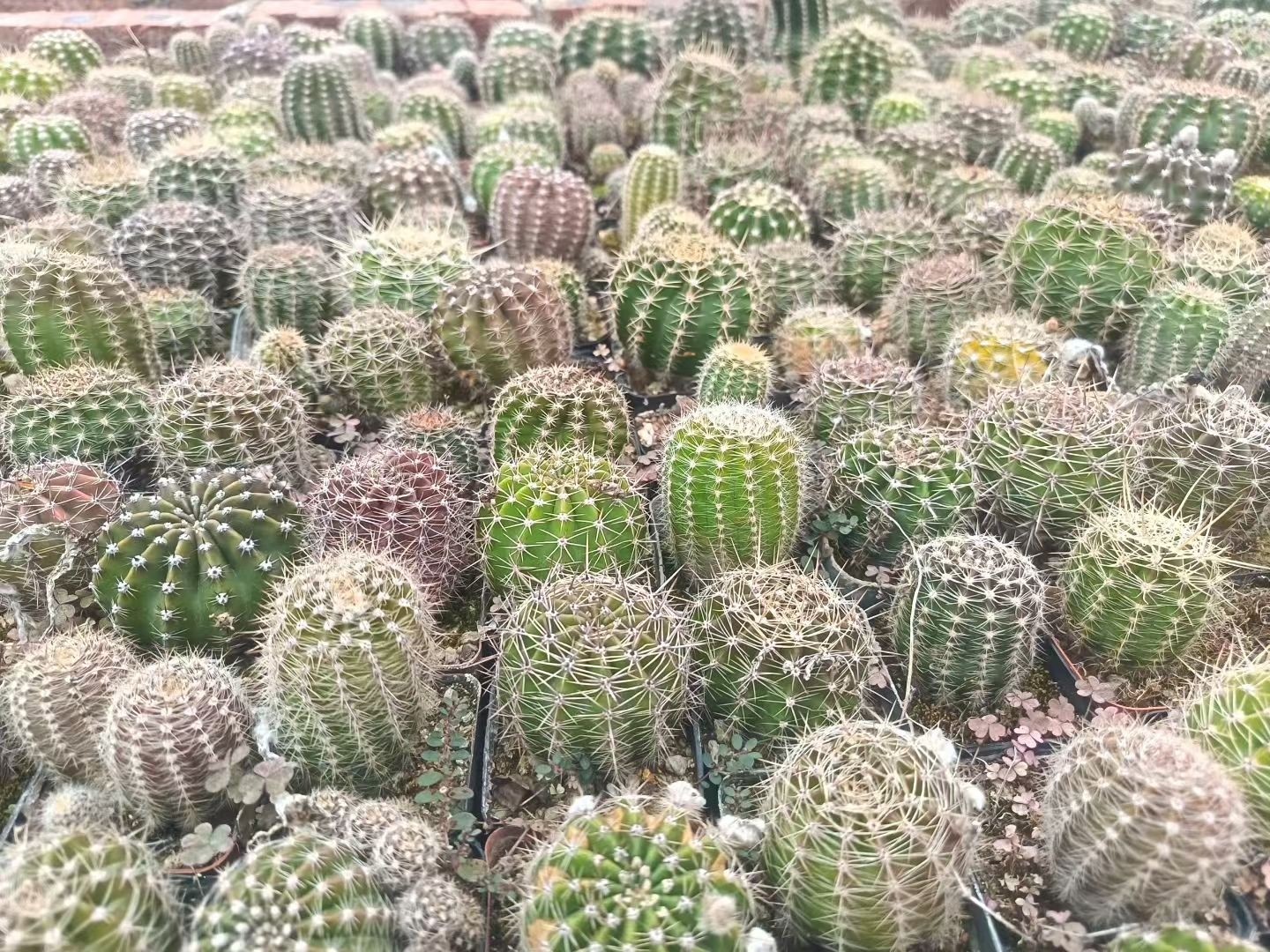 Echinopsis Schick Hybrids Fragrance Blooming Cactus Succulent