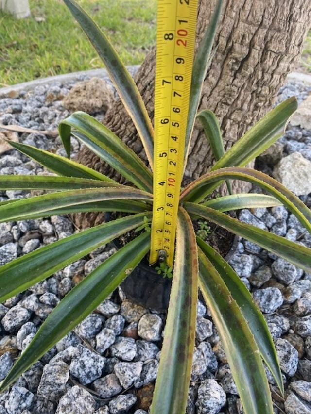 PINEAPPLE PUNCH (MANFREDA X AGAVE HYBRID) MATURE PLANT