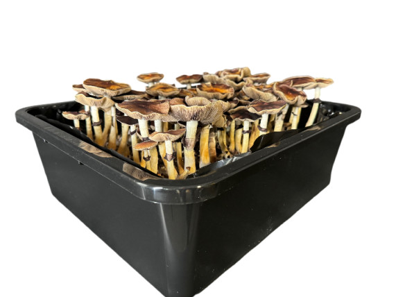 Premium 5-Grain Mushroom Spawn Bags | Sterilized Grain Bags | Injection Ports