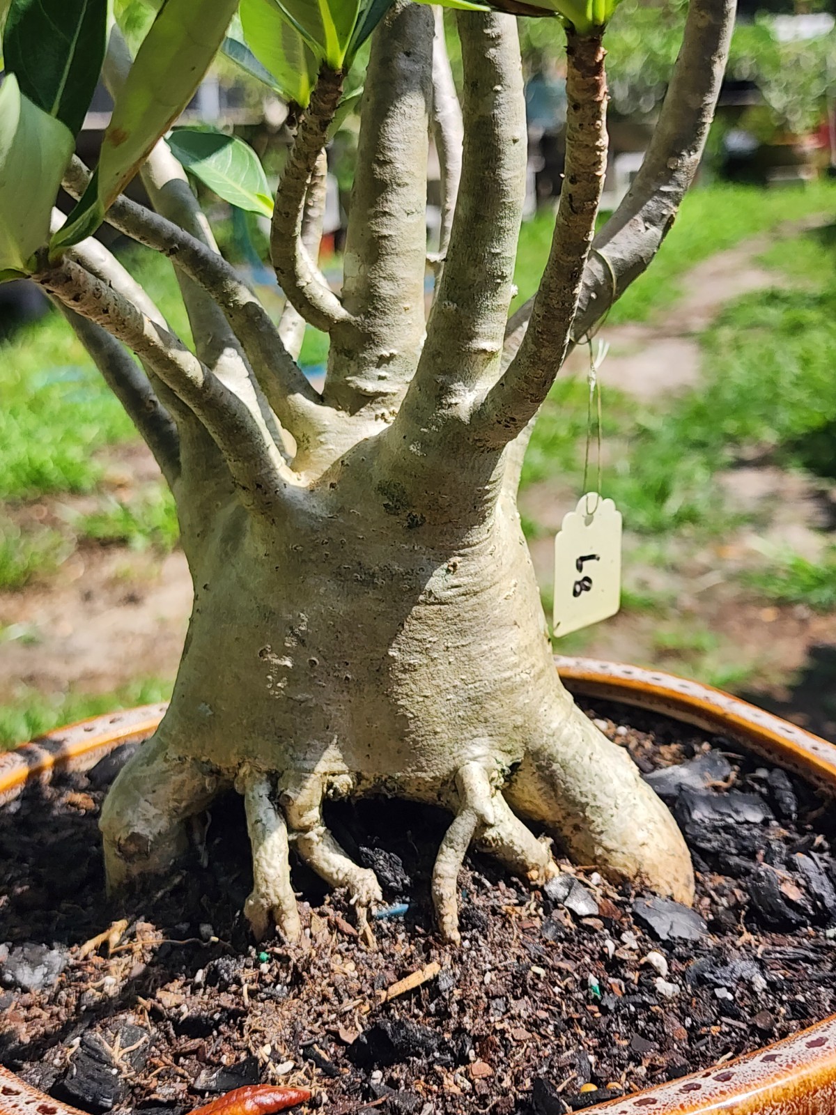 89# Adenium THAI SOKO Desert Rose large / huge . wow with trained roots !