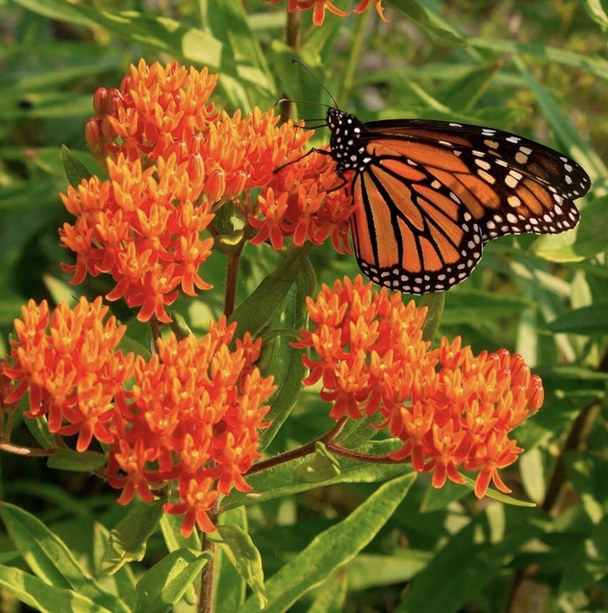 100 Milkweed Seeds- Attract Monarch Butterflies-Native Wildflower-Easy To Grow