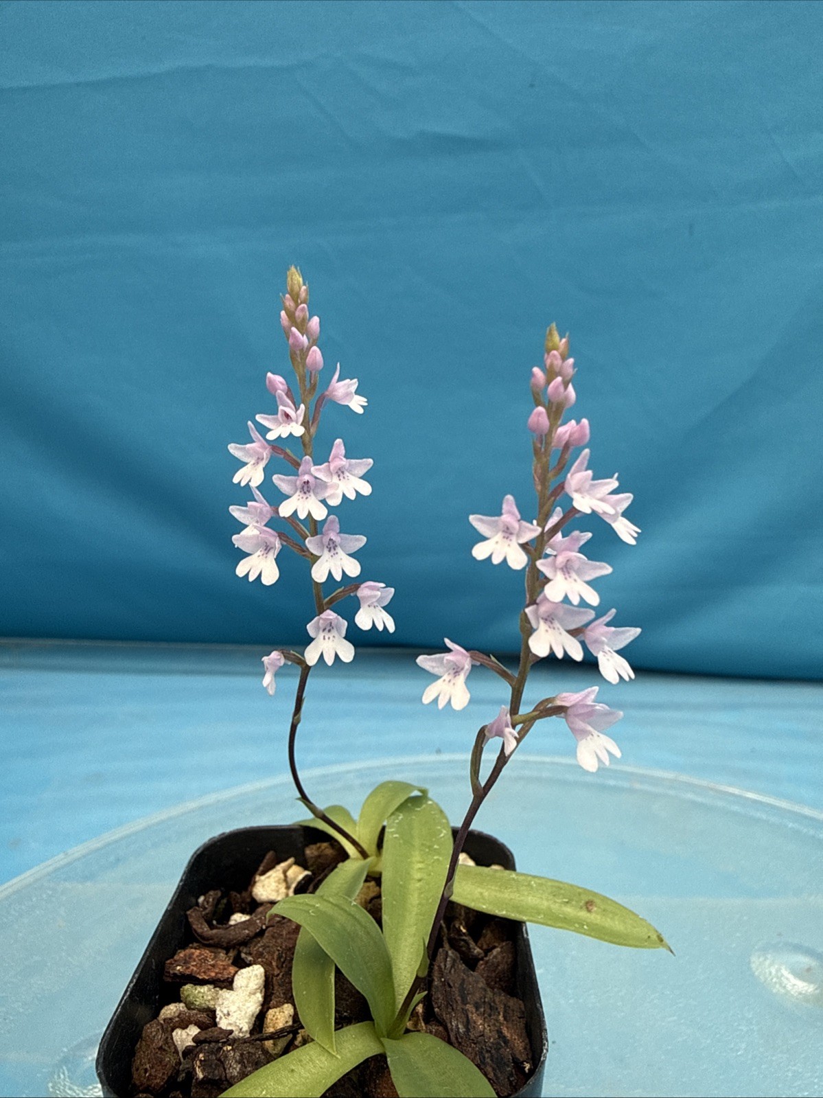 Stenoglottis woodii BS Pink Purple Orchid Species 2″ Pot TWO GROWTHS + 2 SPIKES