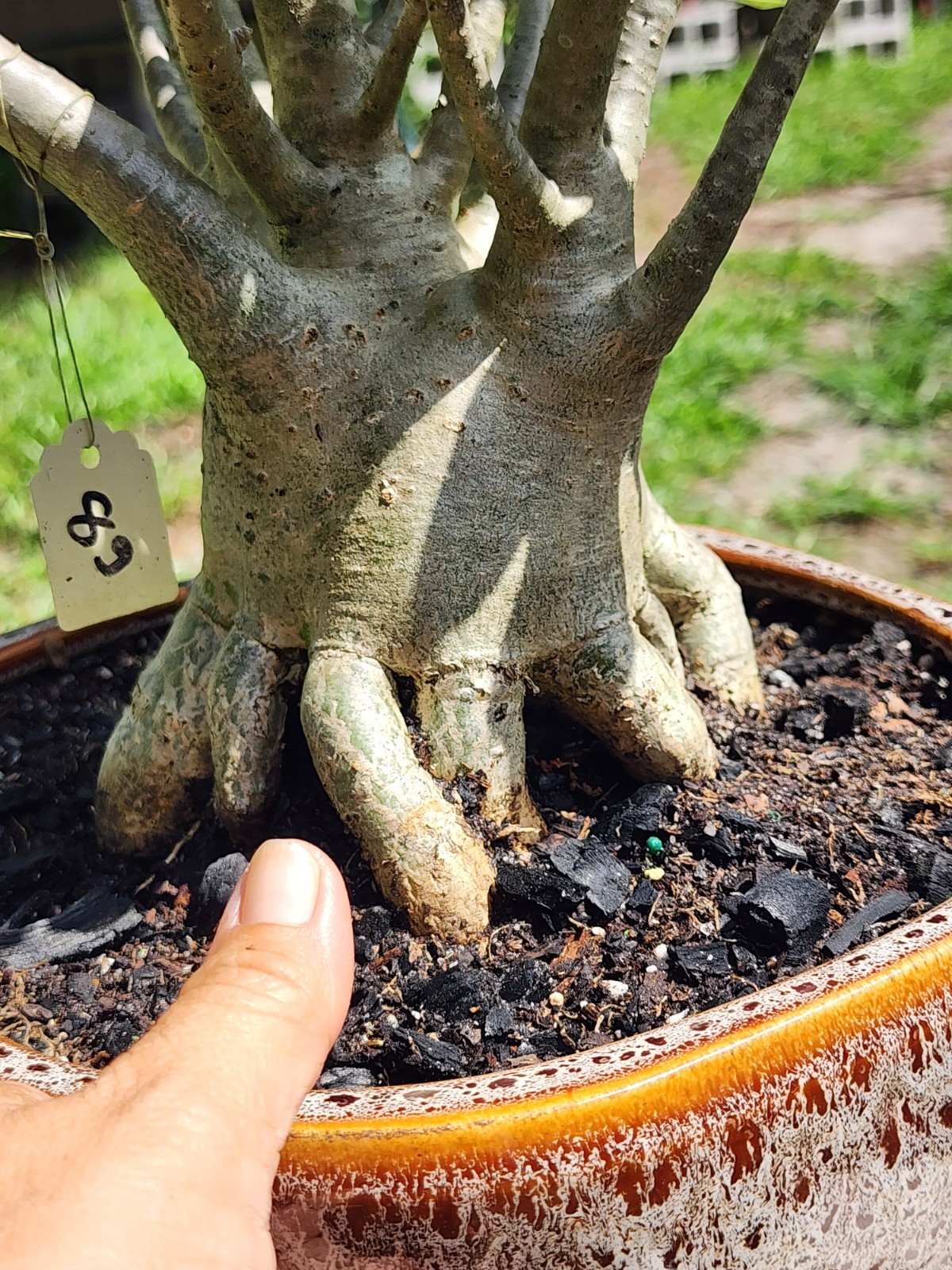 89# Adenium THAI SOKO Desert Rose large / huge . wow with trained roots !