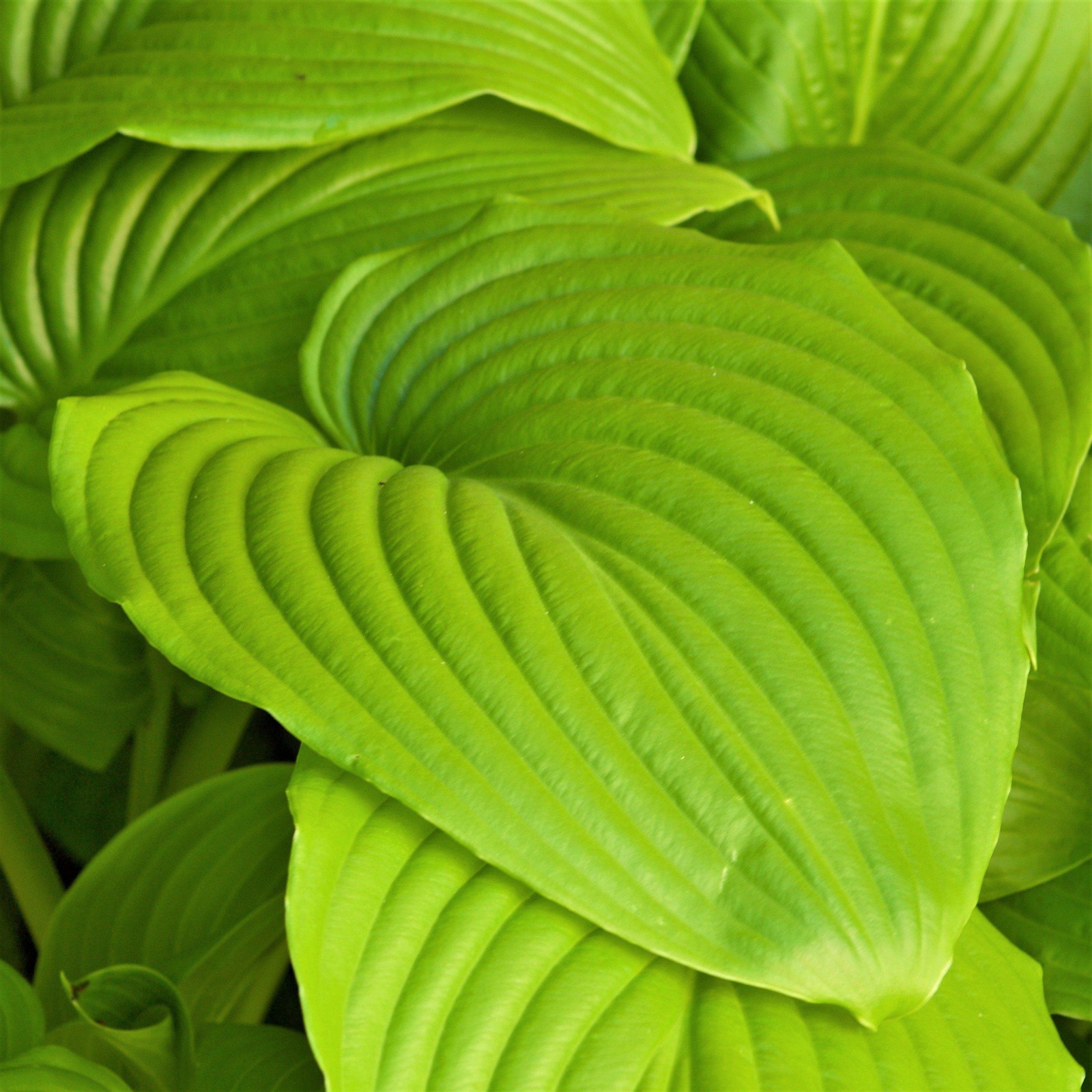 Hosta Sum and Substance 3 Roots, Summer Blooms & Chartreuse Foliage in Shade