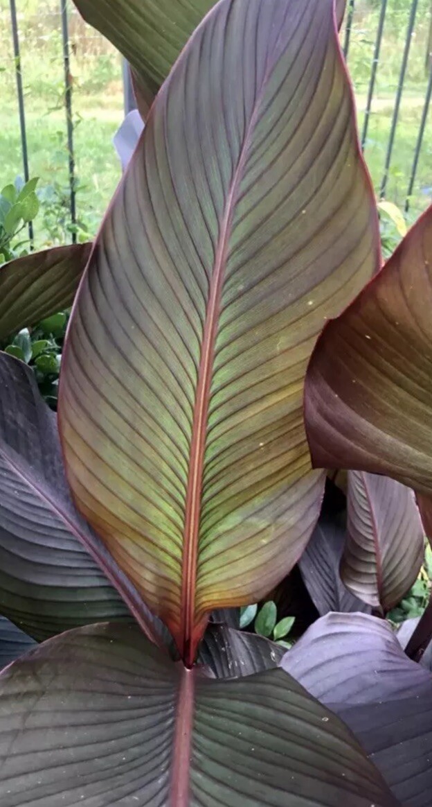 Rare Canna Lily Rhizome (2) Russian Red Musifolia ~ Red/Orange Flower