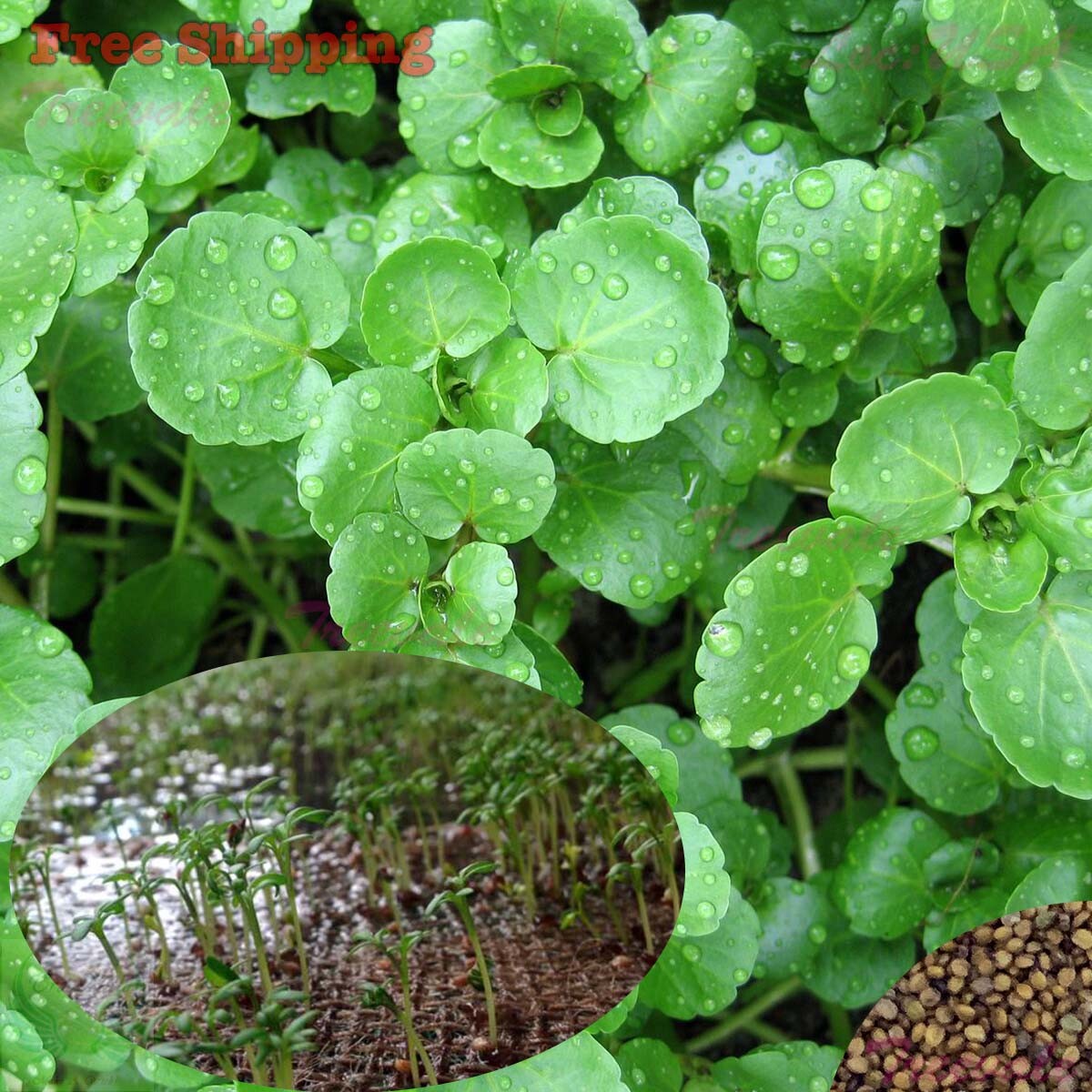 Watercress Seeds, Cress Seeds | Chinese Watercress, Yellowcress Herb SEEDS