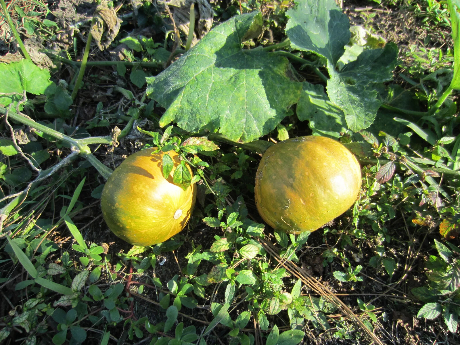 Seminole Pumpkin Seeds (10) (cucurbita moschata) from SW Florida