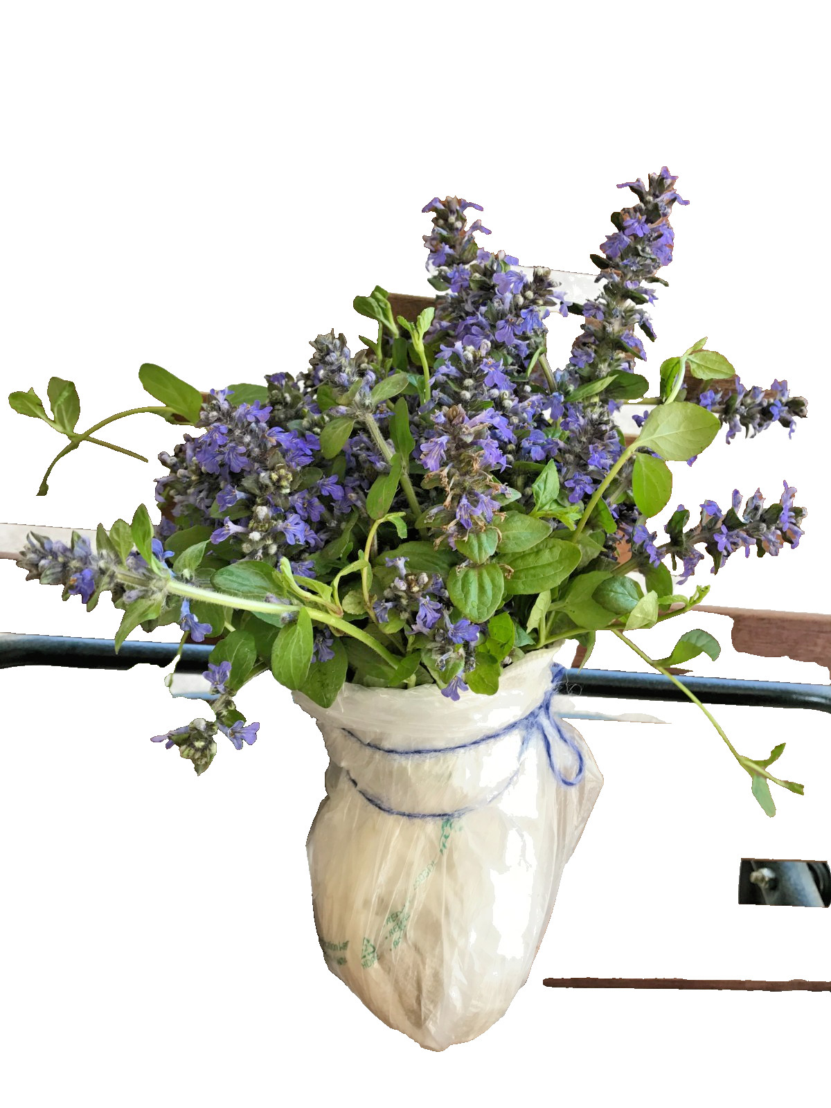 Bugleweed Ajuga Perennial Ground Cover Bare Roots 15 Live Plants Very Healthy