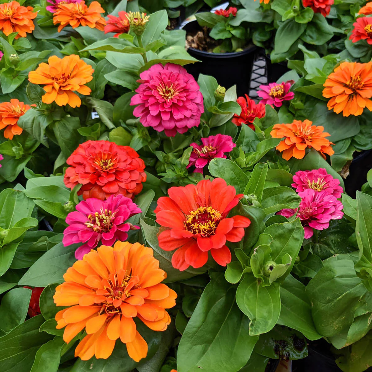 California Giant Mix Zinnia Seeds | Huge Rainbow Multi Colorful Flower Seed 2024