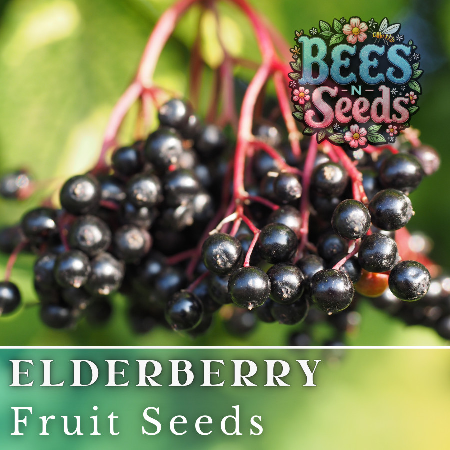 Verity Elderberry Seeds 175 or 450 Seeds Fruit Seeds, Non GMO, Berry Seeds