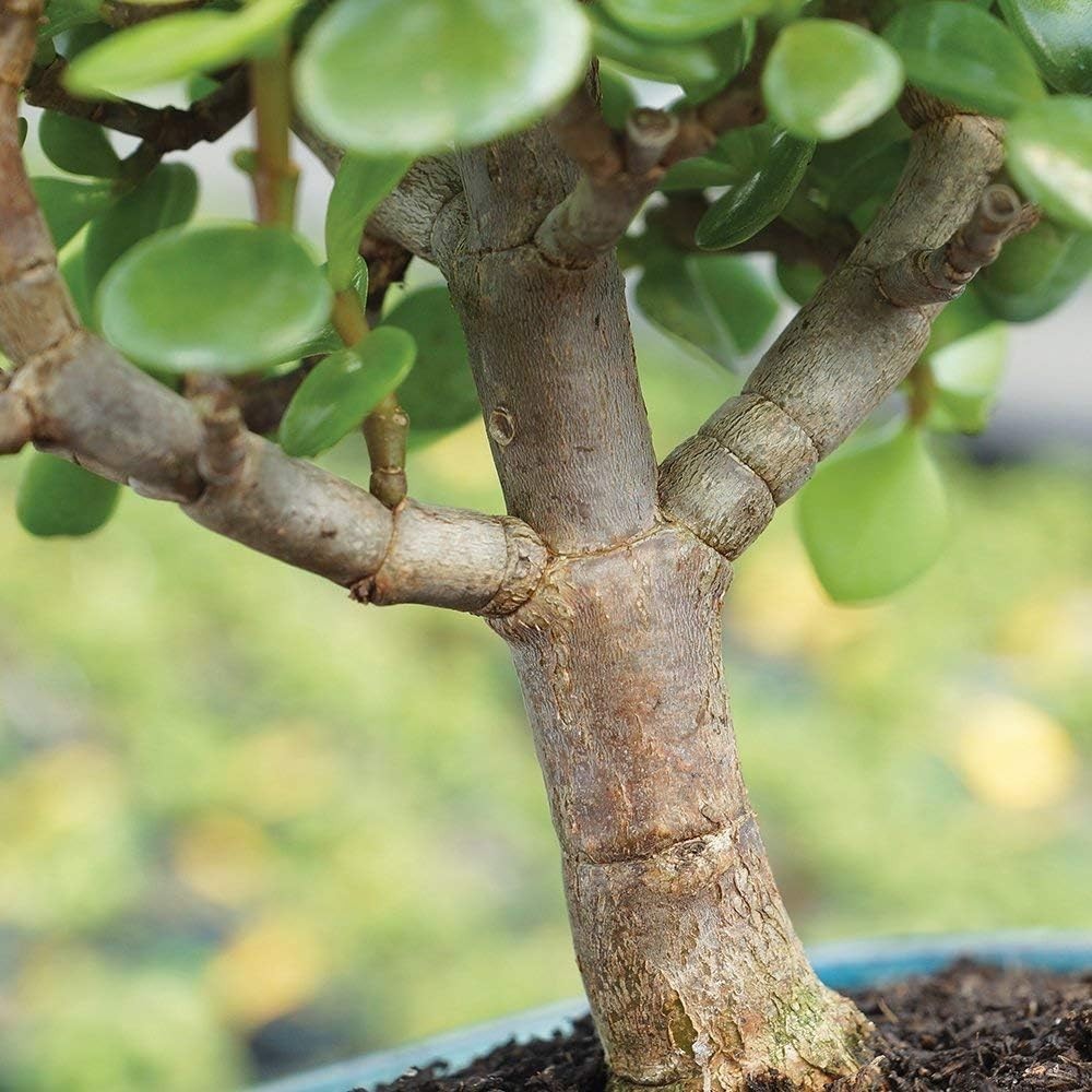 Live Dwarf Jade Bonsai in Ceramic Pot – 3$
