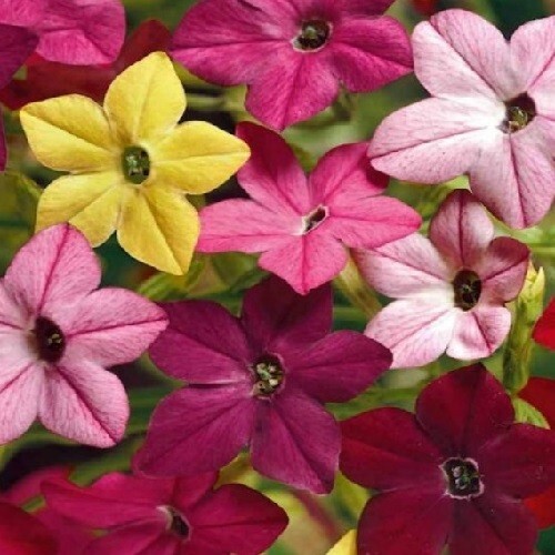 10,000 Jasmine Tobacco Sensation Fragrant Flowering Seed Mix Nicotiana Alata