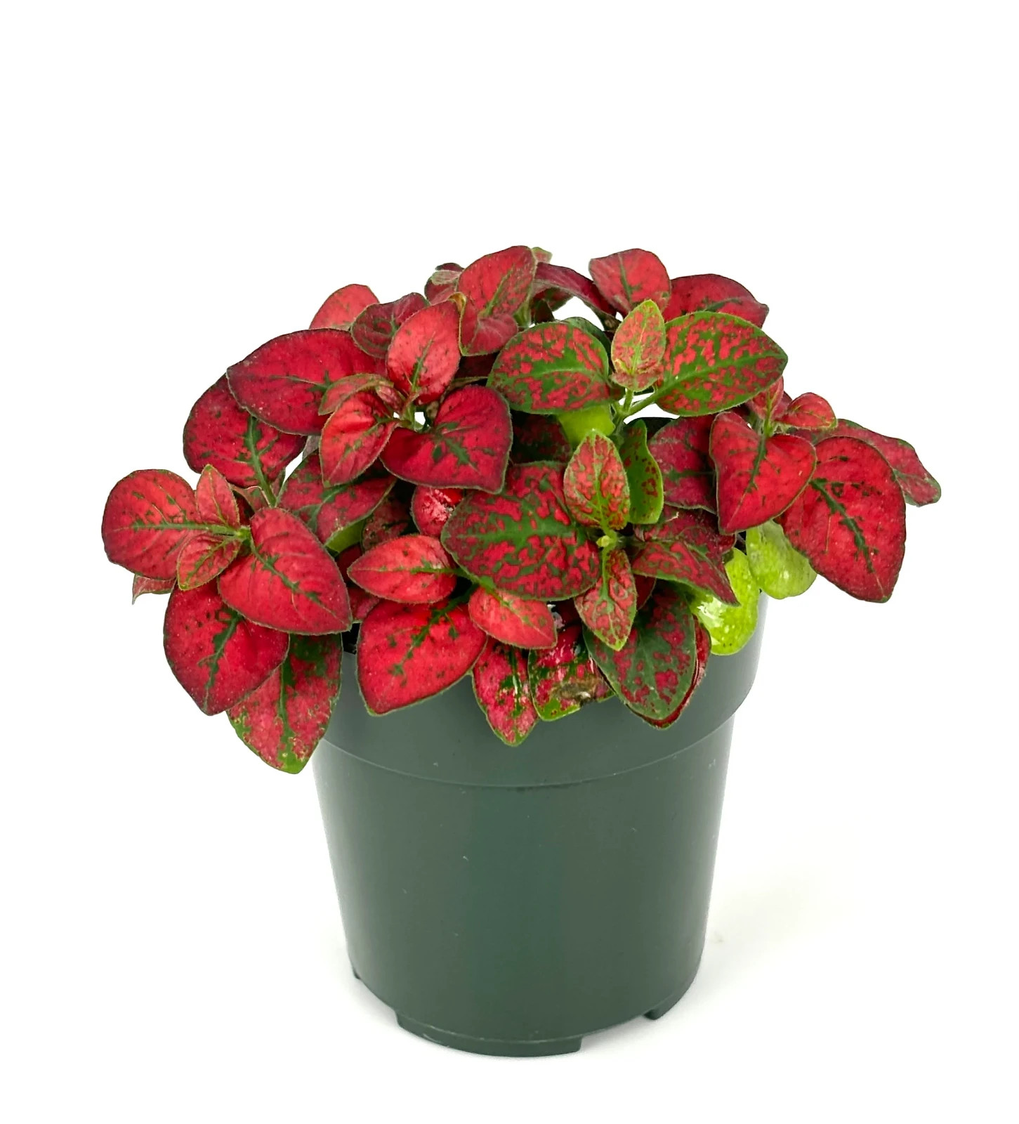 Hypoestes Red Splash Live Potted House Plants Air Purifying, 2.5″ Pot