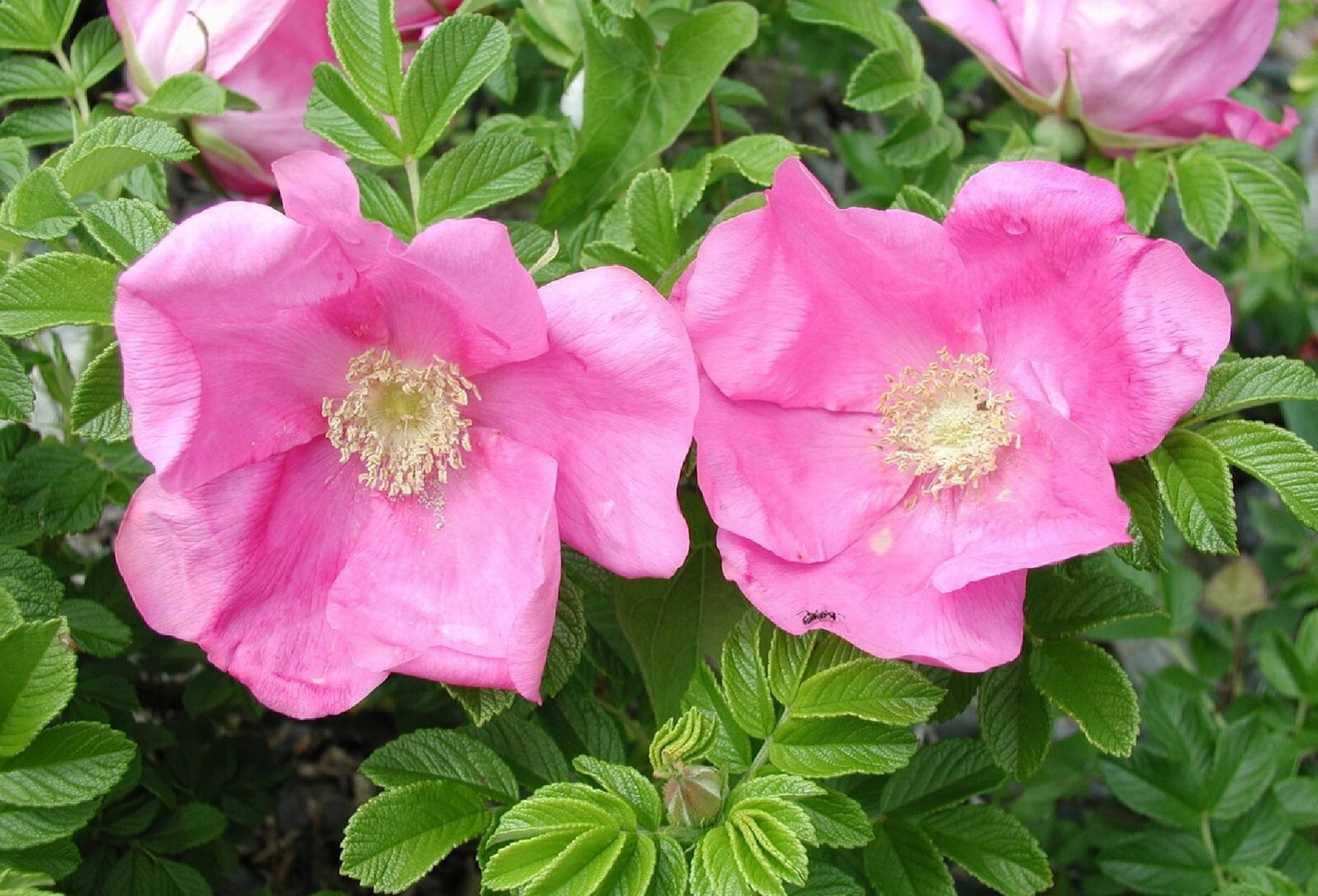 Seaside Pink Rose Fruiting Shrub {Rosa Rugosa}30+ seeds Free Shipping!