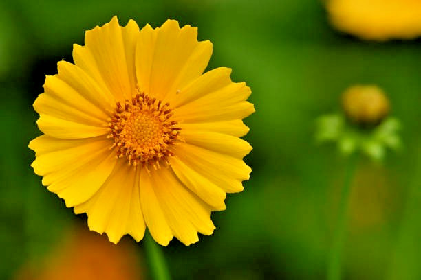 300 GOLDEN WAVE TICKSEED SEEDS | 2026 SALE FREE SHIPPING NON GMO HEIRLOOM
