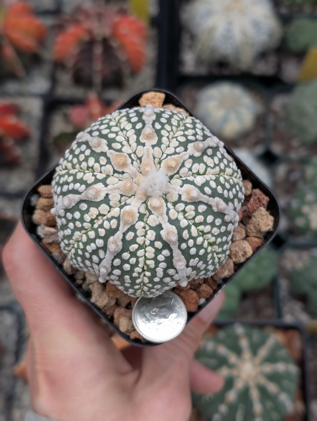 Astrophytum Asterias cv Miracle f star shape