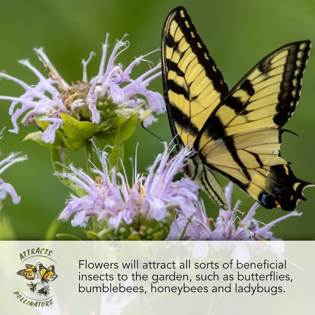 Honey Bee Blend Wildflower Seed Mix – 12,500 Heirloom Seeds for Vibrant Blooms