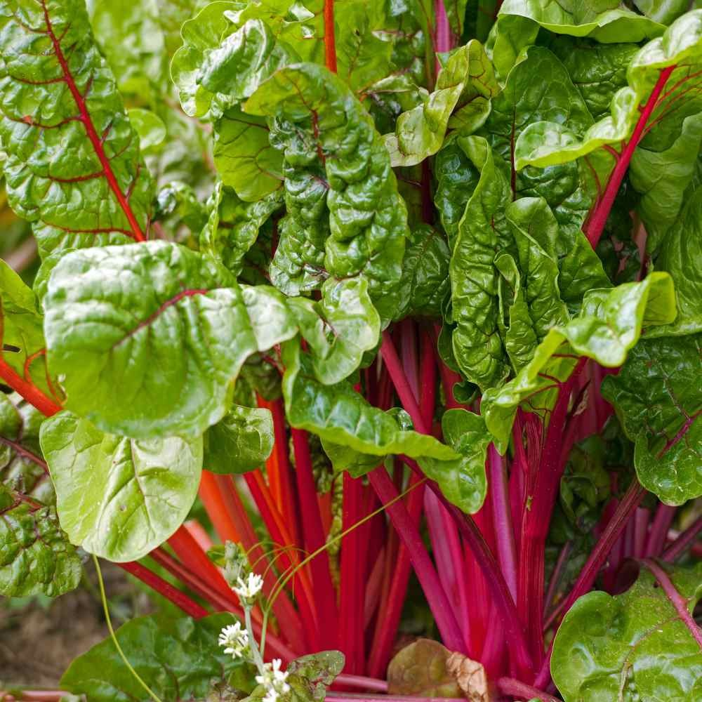 1000 Seeds Swiss Chard Seed – Swiss Chard Ruby Red Herb Seeds