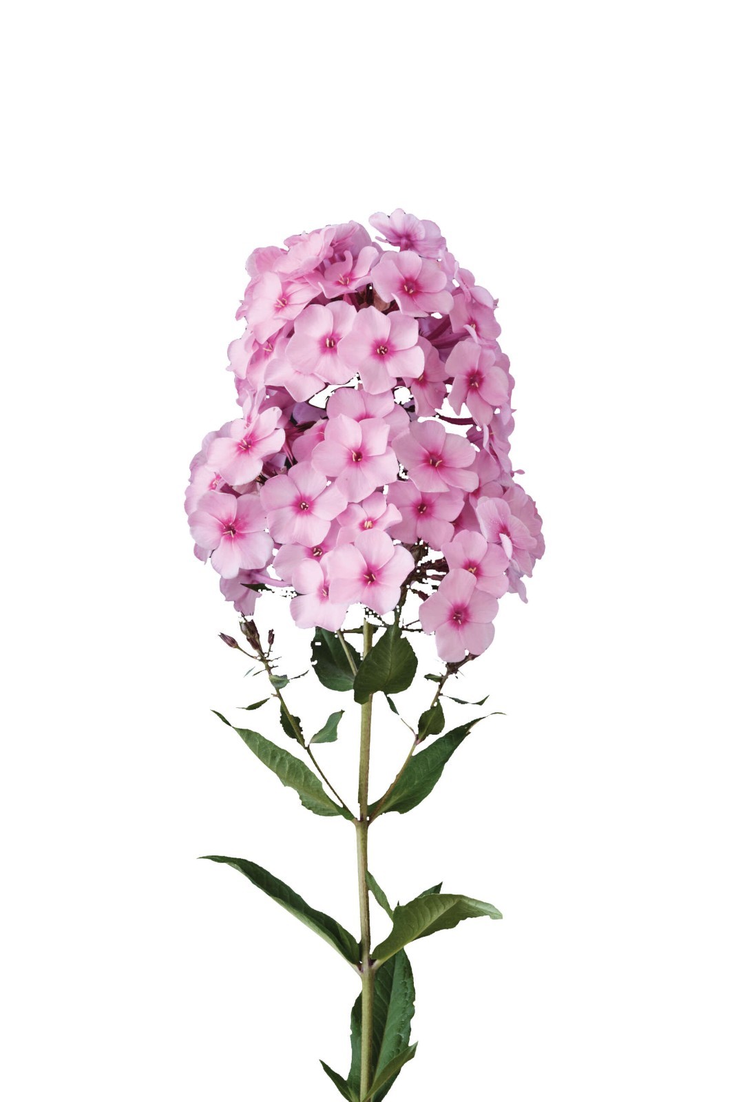Garden Phlox, Tall Phlox Plant, Healthy Starter, Fragrant Flower Long-blooming