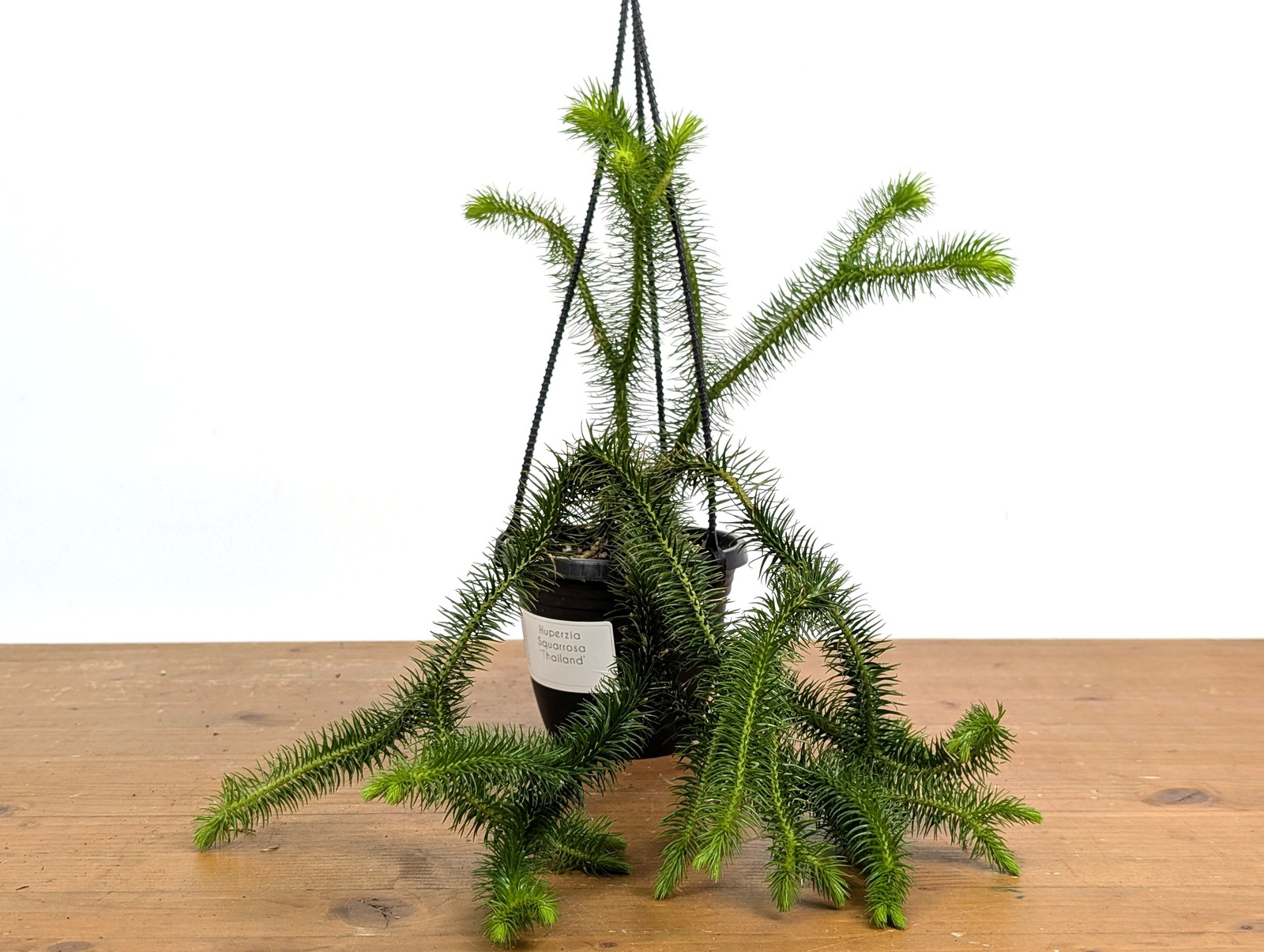 Huperzia Squarrosa ‘Thailand’